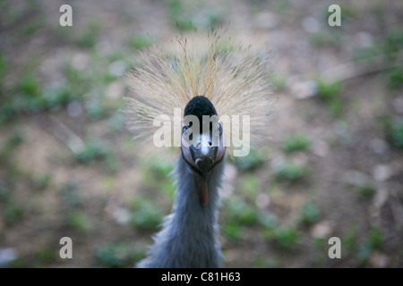 Balearica Regulorum - Grau gekrönter Kran Gesicht auf. Stockfoto