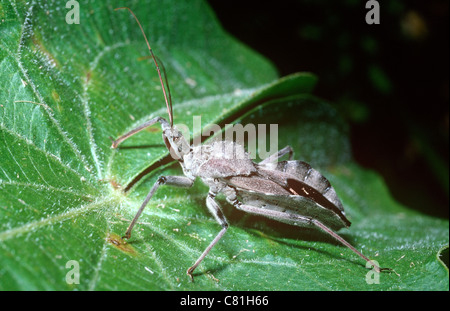 Rad-Bug, ein Assassine Bug (Arilus Cristatus: Reduviidae) die liefern eines schmerzhaften Biss wenn belästigt, S. Carolina, USA Stockfoto