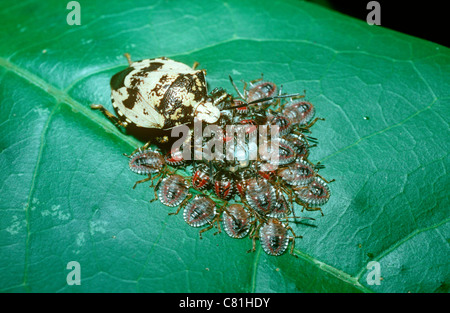 Schild oder Stink Bug (Antiteuchus Melanoleucus: Pentatomidae) bewachen ihre Nymphen, Amazonas, Brasilien Stockfoto