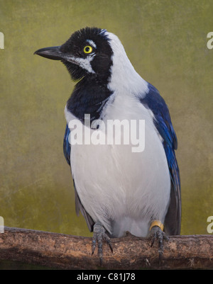 White Tailed Jay (Cyanocorax Mystacalis) Stockfoto