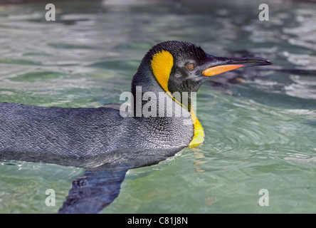 King Penguin (Aptenodytes Patagonicus) schwimmen Stockfoto