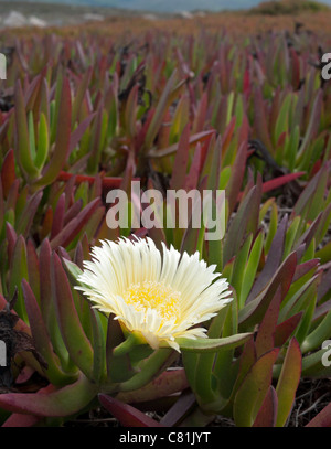 Eine Abb. Hottentotten (Khoi Edulis) Blume am Cabo da Roca in Portugal. Die Pflanze ist eine invasiven Arten aus Südafrika. Stockfoto