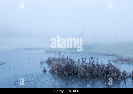 Morgen-Stille an Wintermorgen in Dänemark Stockfoto