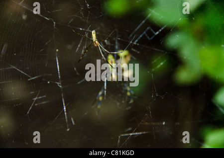 Männliche eines goldenen Seide orb - Weber, nephila clavata auf dem Net Stockfoto