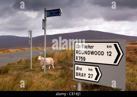 Irland, Co. Wicklow, Sally Gap Schafe unter Anzeichen auf Bergpass Stockfoto