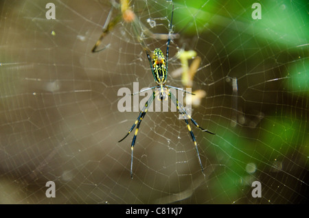 Weibchen von einem goldenen Seide orb - Weber, nephila clavata auf dem Net Stockfoto