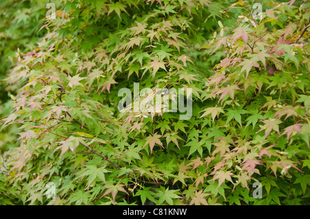 Japanischer Ahorn, Acer palmatum, Blätter, die ersten Anzeichen von roter Farbe im Herbst, Hintergrund Stockfoto