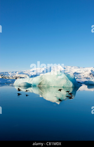 Enten überfliegen Jökulsárlón Lagune im Süden Islands.  Spiegelbild des Vogelflugs im Wasser. Stockfoto