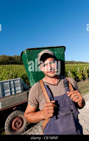 Ernte Riesling Trauben in Bernkastel-Kues im Moseltal in Deutschland Stockfoto