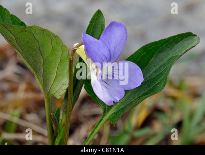 Fen-violett oder Turlough Veilchen - Viola persicifolia Stockfoto