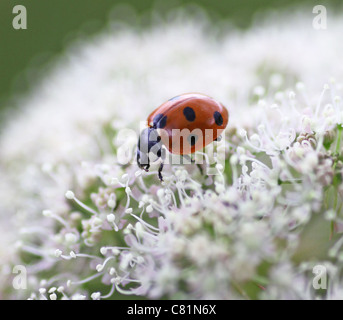 Ein Marienkäfer, Marienkäfer oder Ladybeetle (Coccinellid) auf einer wilden Angelica (Angelica Sylvestris) Blume Stockfoto