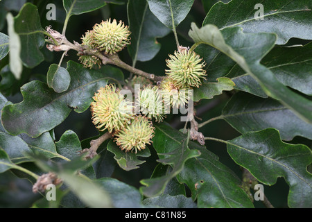 Ungewöhnliche Eicheln auf einer Eiche Stockfoto