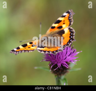 Ein kleiner Fuchs (Nymphalis Urticae) Schmetterling auf einer gemeinsamen Flockenblume (Centaurea Nigra) Blume Stockfoto