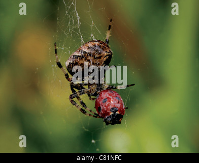 Makroaufnahme einer britischen Kreuzspinne (Araneus Diadematus) Essen einen Marienkäfer Stockfoto