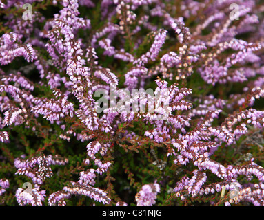 Die violetten Blüten des gemeinsamen Heather oder Ling (Calluna Vulgaris) Stockfoto