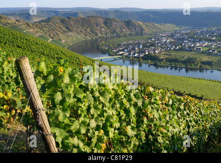 Blick auf das Dorf Piesport aus Weinbergen im Moseltal in Deutschland Stockfoto