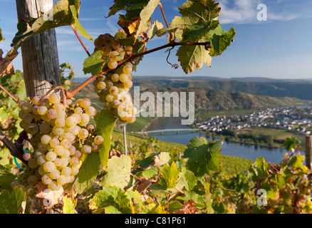 Blick auf das Dorf Piesport vom Weinberg im Moseltal in Deutschland Stockfoto