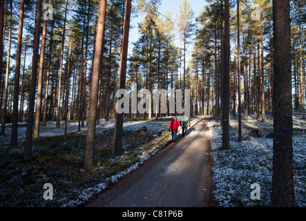 Ältere Paare wandern im Pinie Taiga Wald, Finnland Stockfoto