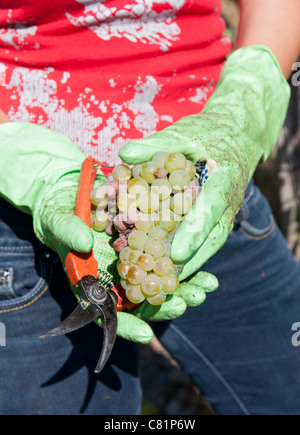 Ernte Riesling-Trauben im Moseltal in Deutschland Stockfoto