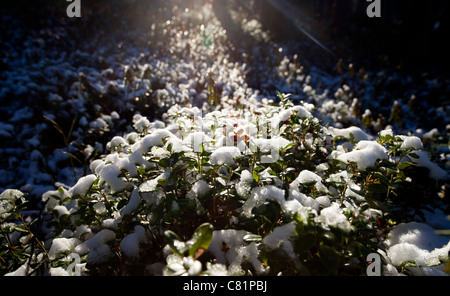 Schneebedeckte Preiselbeerblätter ( Vaccinium vitis-idaea ), Finnland Stockfoto