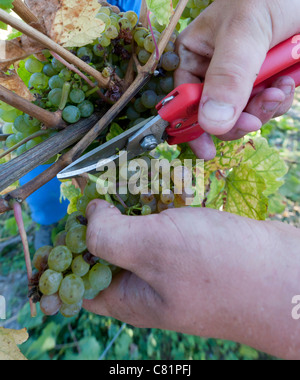 Ernte Riesling Trauben in Bernkastel-Kues im Moseltal in Deutschland Stockfoto