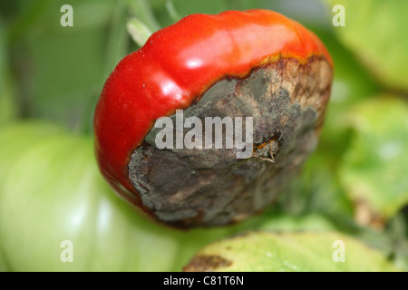 Blüte Ende Fäulnis auf Tomatenpflanze verursacht durch ein Ungleichgewicht von Kali- und Calcium im Kompost Stockfoto