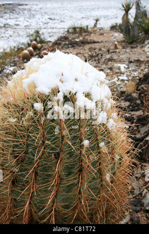 Winter in der Wüste mit einem verschneiten Barrel cactus Stockfoto