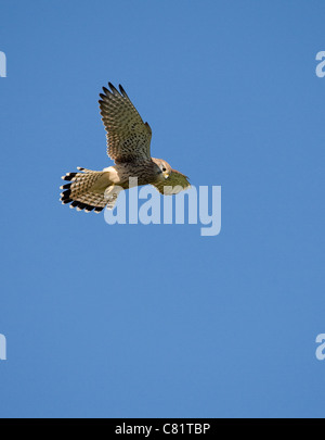 Gemeinsamen Kestrel weibliche Falco Tinnunculus schwebt - Dorset UK Stockfoto