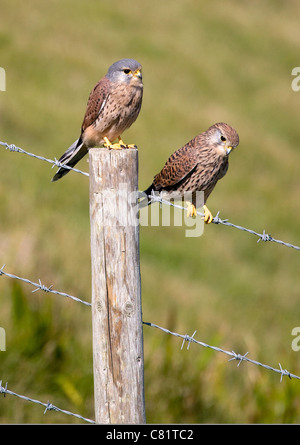 Paar wilde Turmfalken posiert auf einen Stacheldrahtzaun an der Küste von Dorset Stockfoto