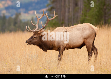 Großen Stier Elch im jährlichen Herbst Spurrinnen Saison-Jasper National Park, Alberta, Kanada. Stockfoto