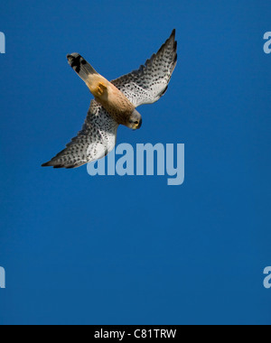 Männliche Common Kestrel Falco Tinnunculus drehen in einem Tauchgang nach Beute - Dorset UK Stockfoto