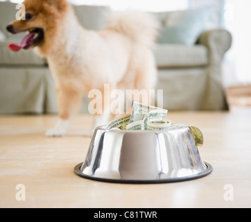 Hund Schüssel voller Geld Stockfoto