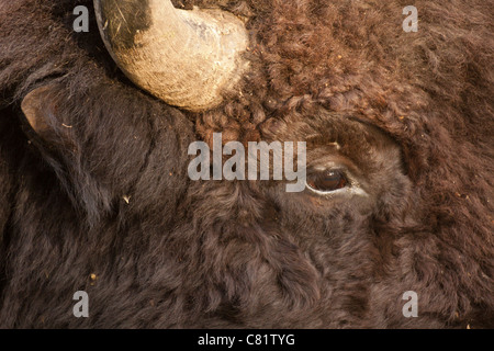 Amerikanischen Plains Bison Closeup Portrait-Elk Island National Park, Alberta, Kanada. Stockfoto