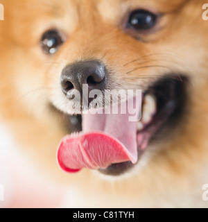 Nahaufnahme eines Pommerschen Hund Gesicht Stockfoto