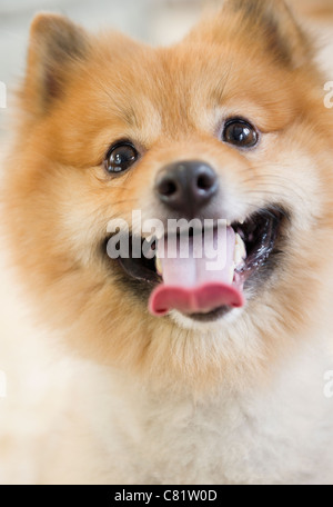 Nahaufnahme eines Pommerschen Hund Gesicht Stockfoto