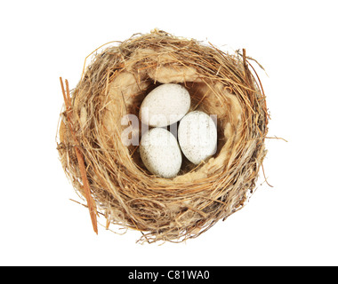 Vogelnest mit drei gesprenkelten Eiern isoliert auf weiss Stockfoto