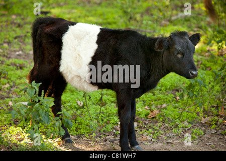 Belted Galloway Kalb auf einer Farm in der Nähe von Franklin, Tennessee USA Stockfoto