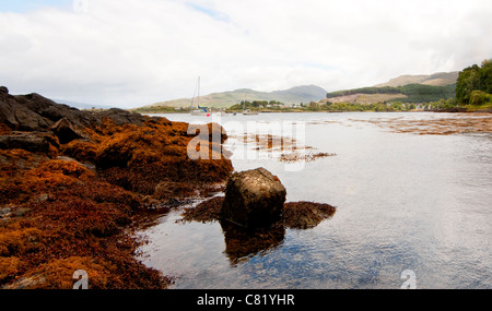 Klarem Wasser am Ufer des Loch Fyne in Schottland Stockfoto