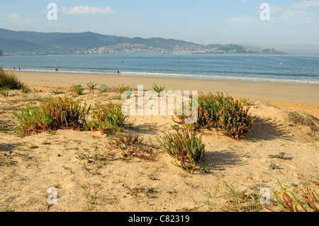 Sanddünen Flora im Strand Praia Amerikas. Nigran, Galicien, Spanien. Stockfoto