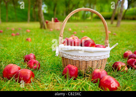 Äpfel im Korb auf einem Grasbäume Feld in rot Stockfoto