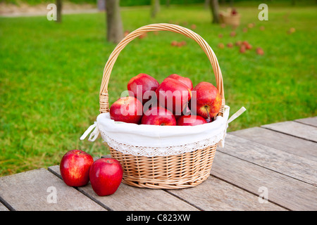 Äpfel im Korb auf einem Grasbäume Feld in rot Stockfoto