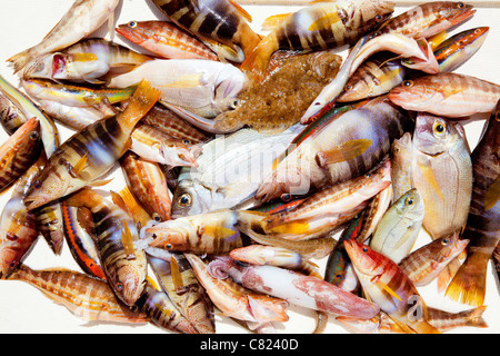 Fische im Mittelmeer Brassen Tintenfisch Roack Fische zu fangen Stockfoto