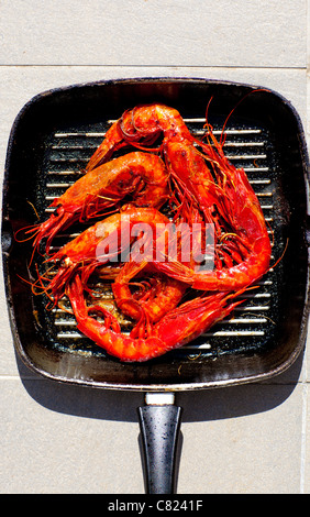 Aristaemorpha Foliacea Garnelen Aristaeopsis Edwardsiana auf grill Stockfoto