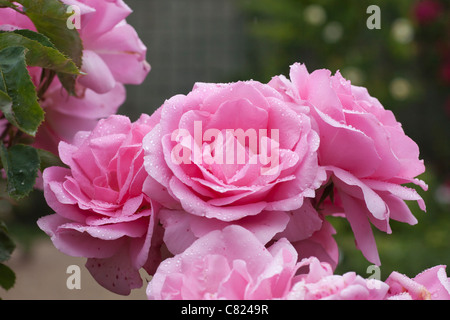 Rosa Jardins de Villandry Stockfoto