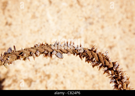 Entenmuscheln wächst in marine Seil, muss Segler mit Händen vorsichtig sein Stockfoto