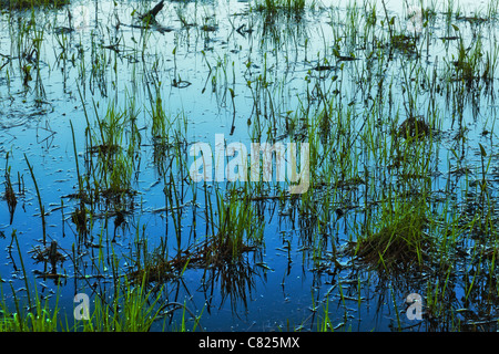 Grass im Wasser spätabends, See in Karelien Stockfoto