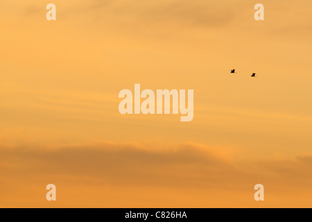 Zwei Graureiher (Ardea Cinerea) in den Sonnenuntergang fliegen. Stockfoto