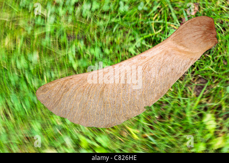 Ahorn Samen, Bergahorn Saatgut erscheinen Statische gegen Spinnen Hintergrund. Flying sycamore Saatgut. Flying ahorn Samen. Stockfoto