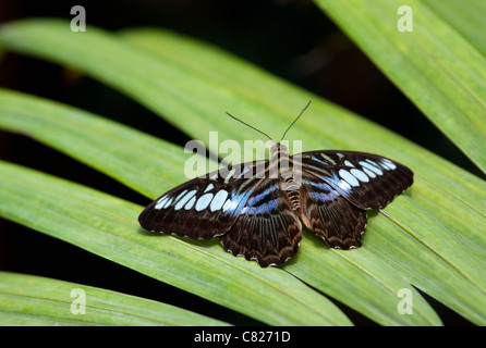 Die Clipper (Parthenos Sylvia) sitzt auf einem Blatt. Stockfoto