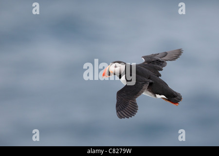 Papageitaucher (Fratercula Arctica) im Flug. Stockfoto